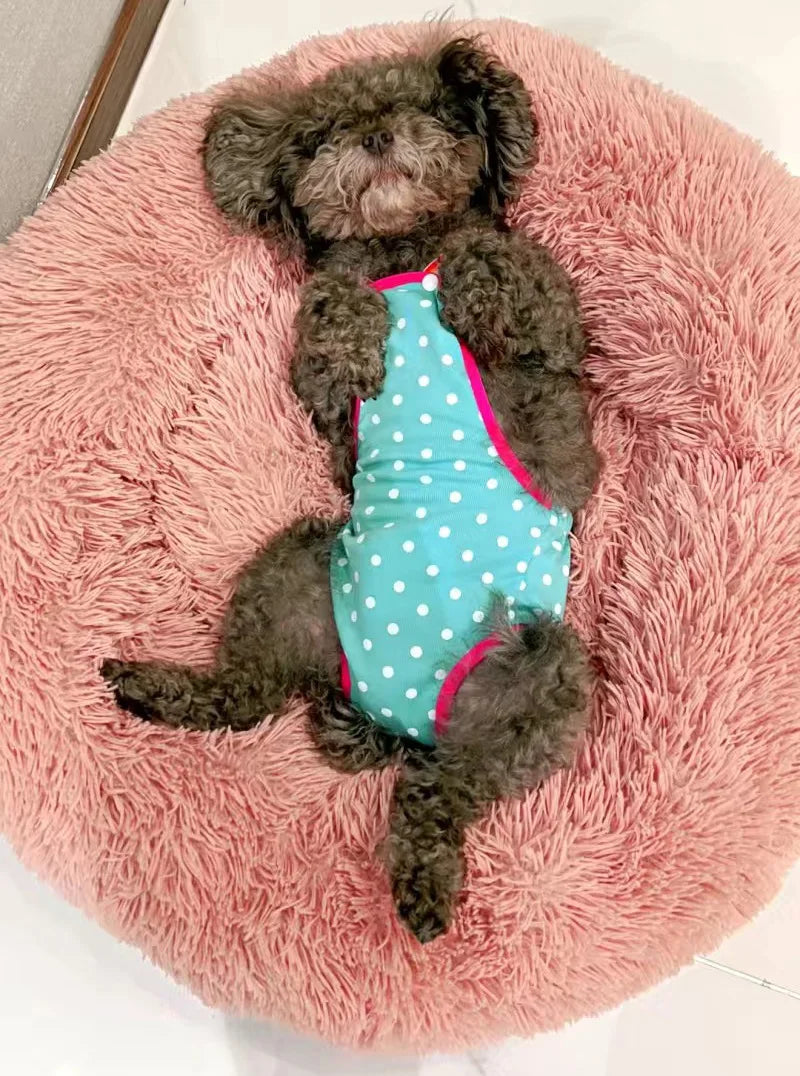 Chihuahua Pinscher Physiological Panties
